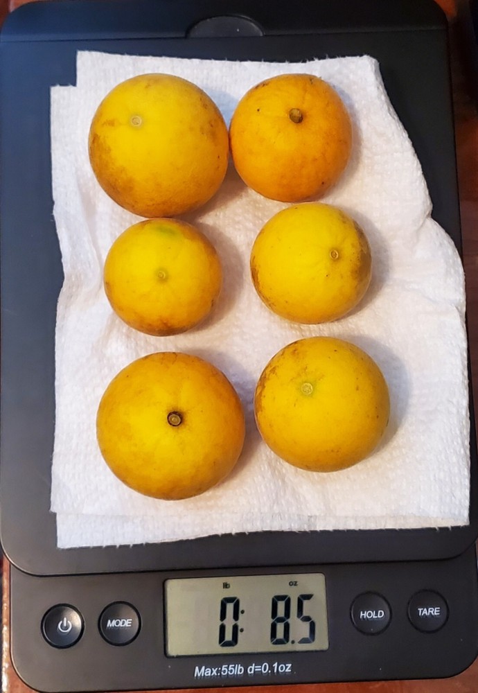 Poncirus Trifoliata Citrus 6 Fresh Oranges 100+ Seeds 2024 Harvest LIMITED TIME!-image