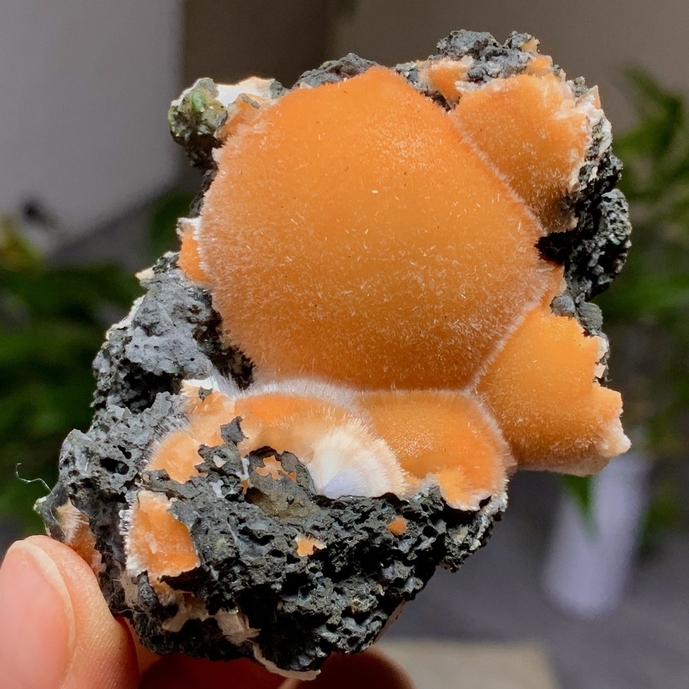 93G Natural Indian dandelion zeolite Quartz Crystal Cluster Mineral Specimen