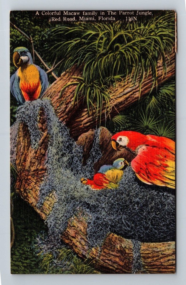 Miami FL-Florida Macaw Family Parrot Jungle Red Road Vintage c1957 Postcard Old