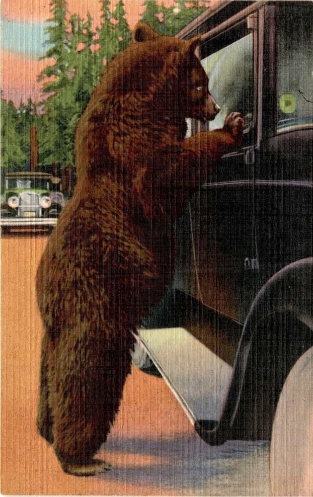 Yellowstone National Park, Bears, Hold-Up Bears, Sanborn Souvenir Co., Postcard