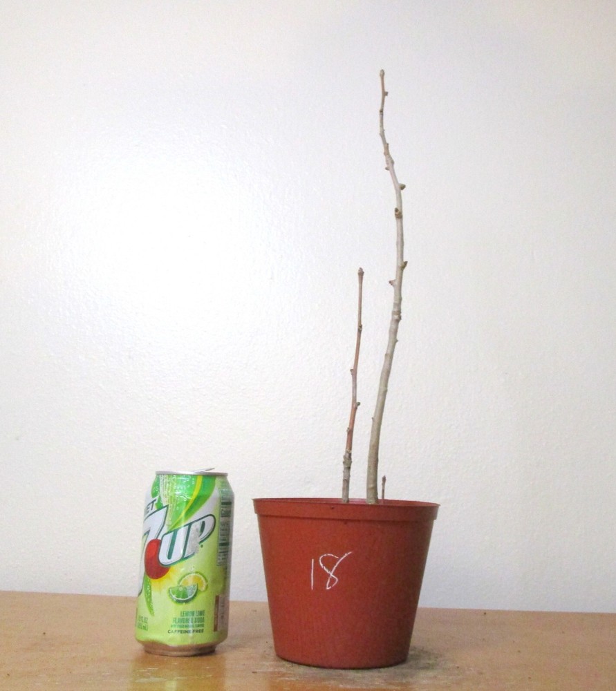 Gingko Biloba for mame shohin bonsai tree #18