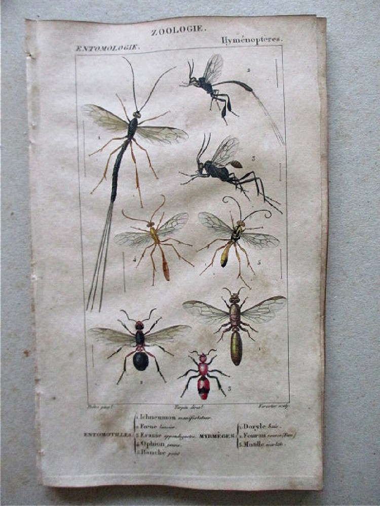 Vintage 1810 Entomology Print HYMENOPTERES by TURPIN Entomotilles
