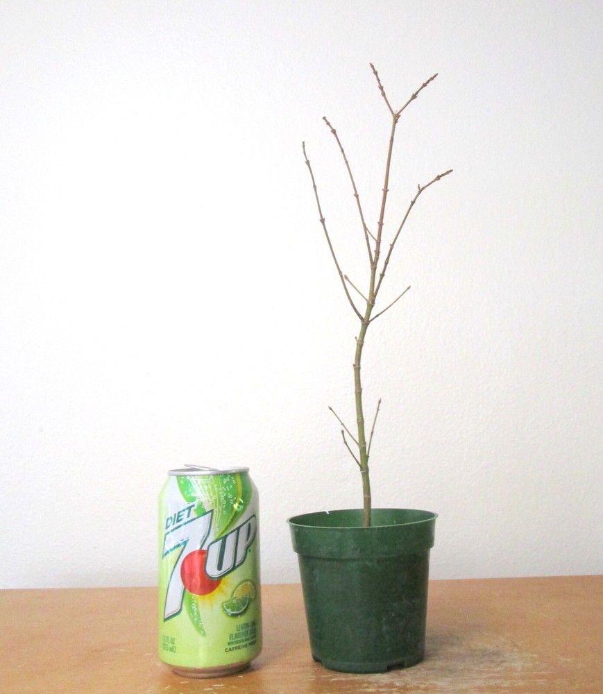 Dwarf Japanese Green Maple for mame shohin bonsai tree