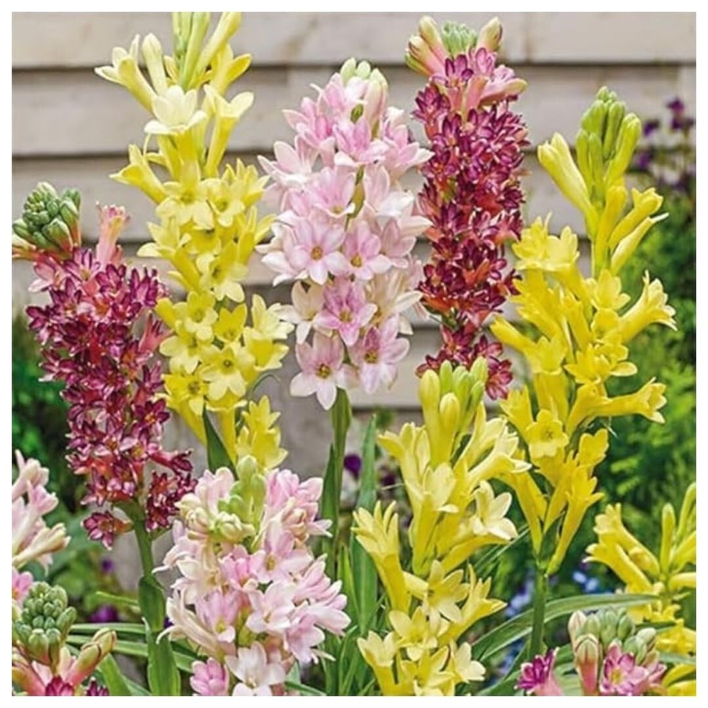 Tuberose plant bulb different colour fragrance double petal (pack of 7)