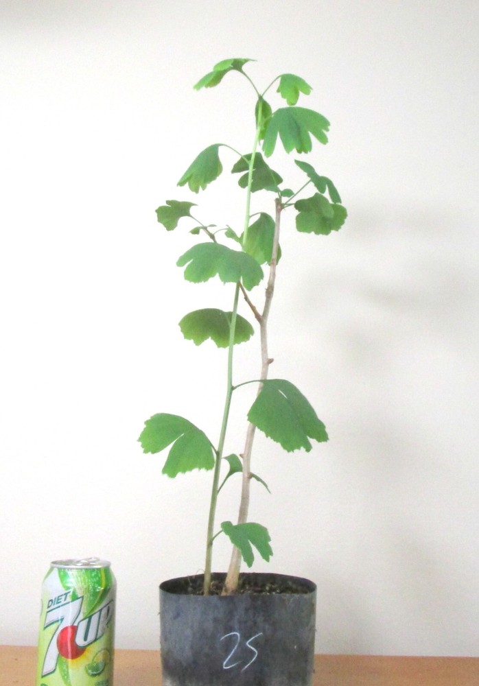 Gingko Biloba Shohin Bonsai Tree for Mame Size #25