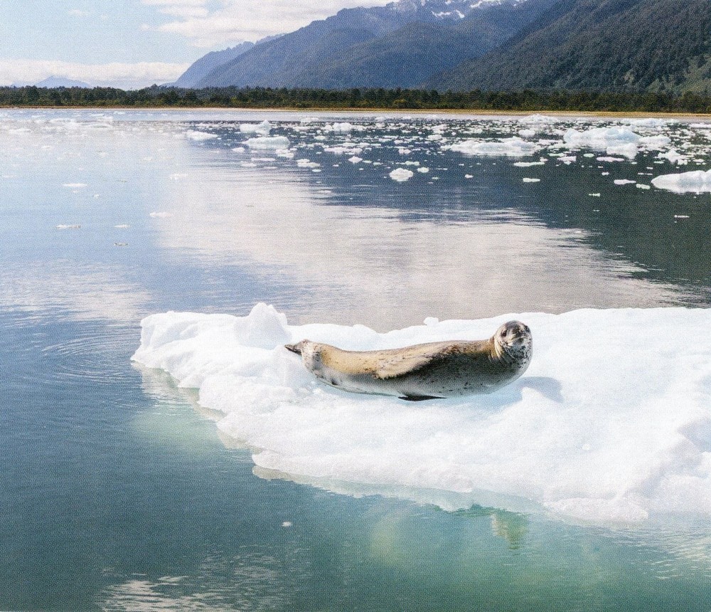 Patagonia Chile Seal Wildlife 2021 Collectible Postcard