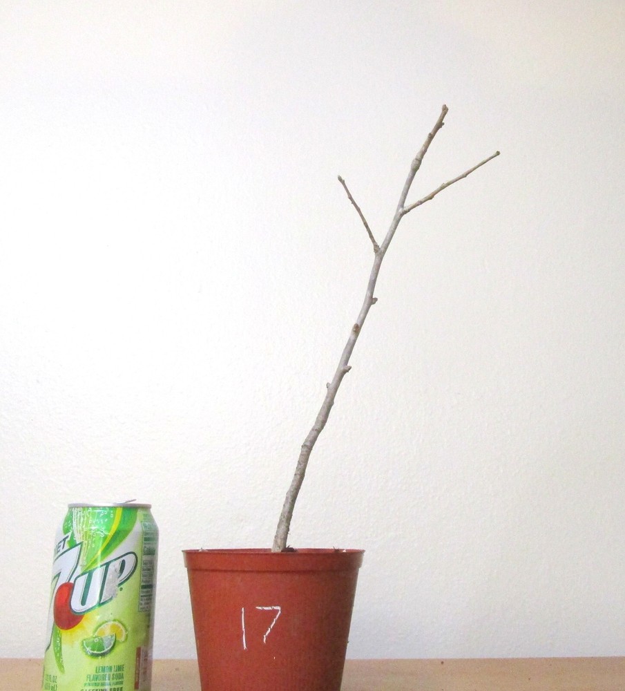 Gingko Biloba for mame shohin bonsai tree #17