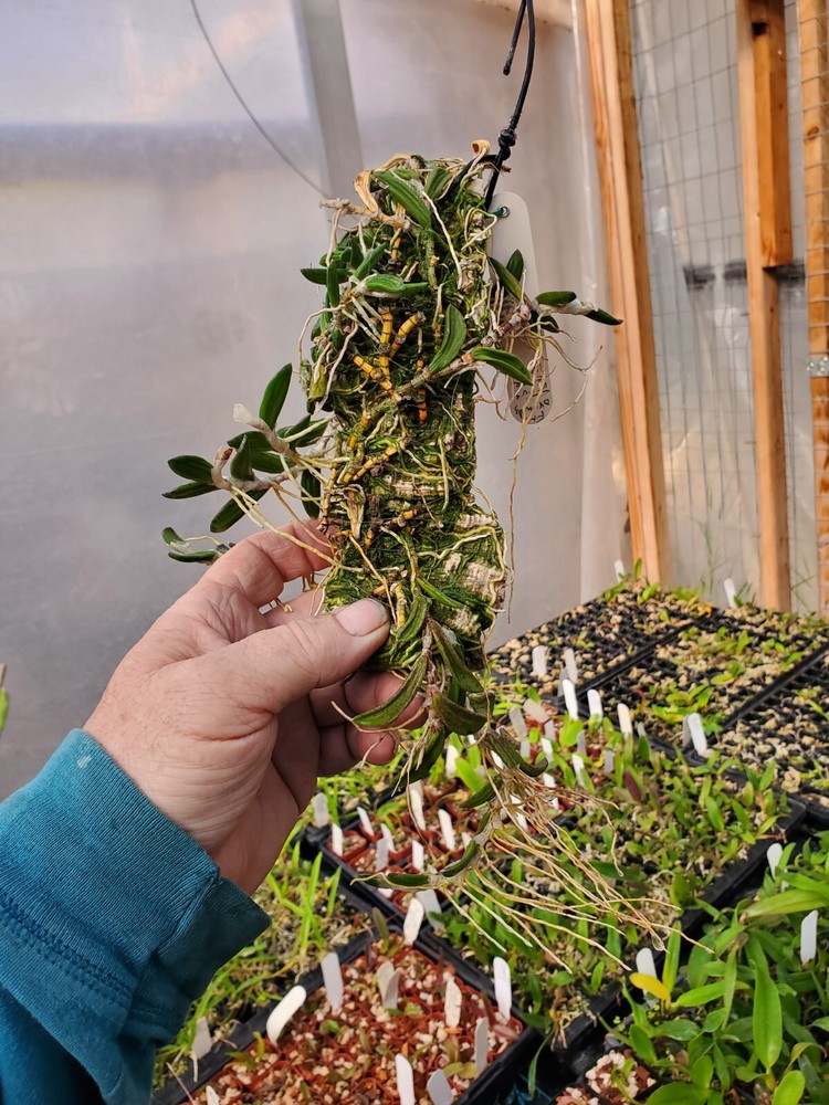 Dendrobium linguiformis Australian orchid species RARE tongue orchid ONLY 1