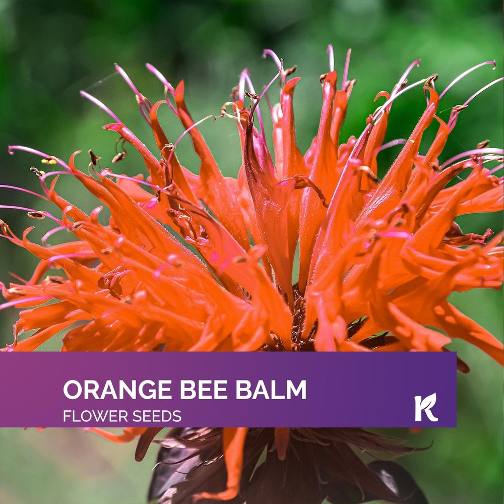 Orange Bee Balm Seeds - Monarda Didyma - 100 Count for Vibrant Garden Blooms
