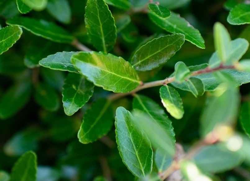 Harvested To Order, Organic Yaupon Holly Tea - FRESH, RAW - 16 oz.