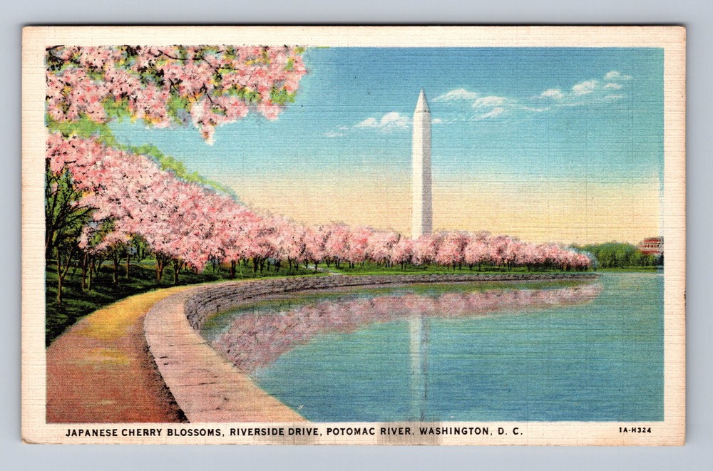 Vintage Washington DC Cherry Blossoms Riverside Drive Postcard Postal