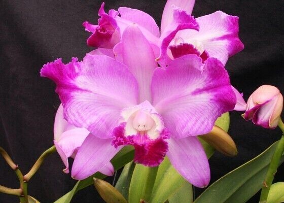 (513-7)Lc.Dorothy Warne 'Favorite'     MS