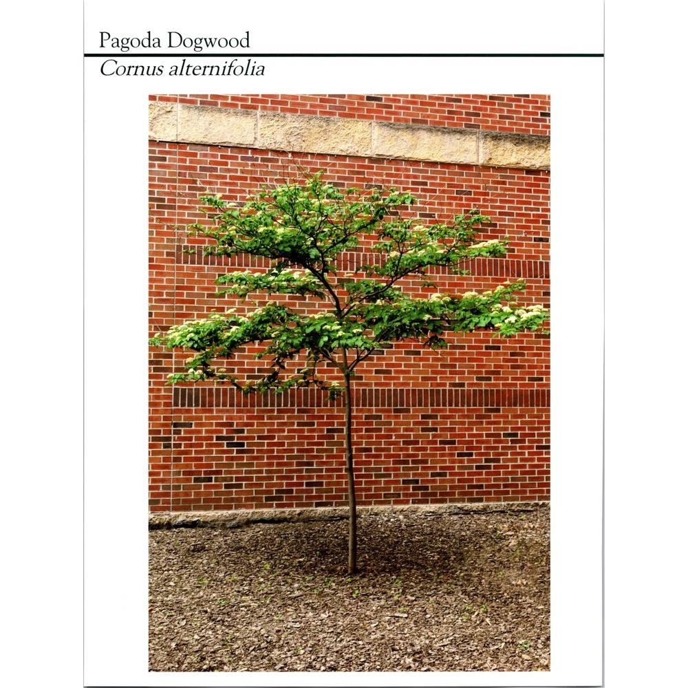 Vintage Pagoda Dogwood Tree Print Cornus Alternifolia Winona MN Botanical Art SI2  