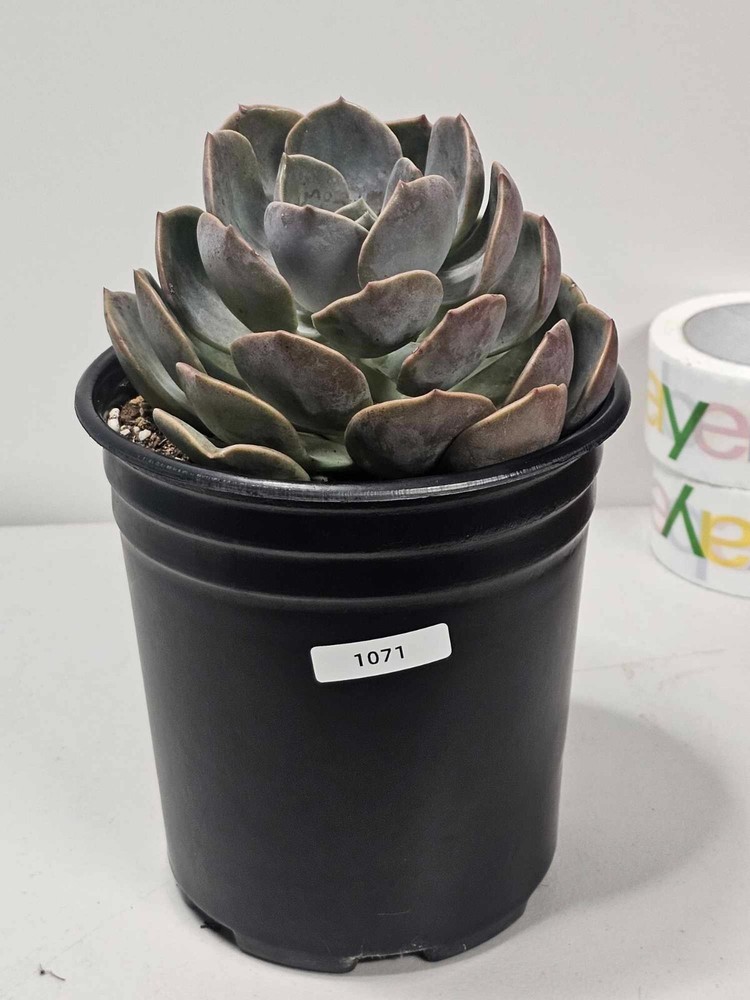 ECHEVERIA 'Dusty Rose'- Rooted in 1Gal  pot- ACTUAL ITEM-CLEARANCE SALE!- 1071-image