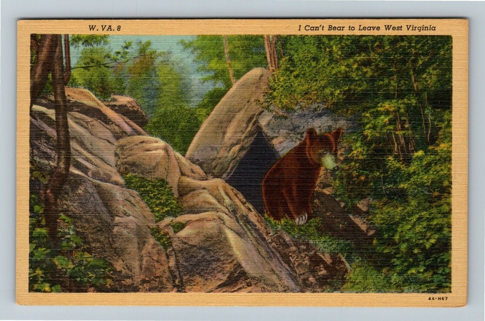 WV-West Virginia, Bear In The Woods, Scenic View, Vintage Postcard