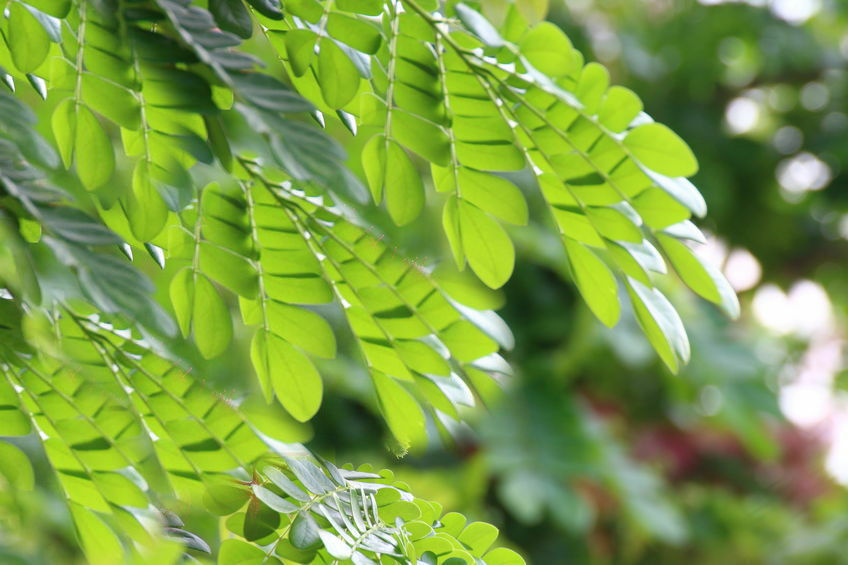 10 Seeds White Siris Tree Seeds Rugged Trunk Perfect Bonsai Albizia procera