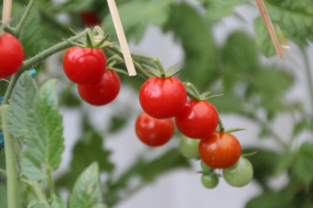 20 Small Cherry Tomato Seeds – Non-GMO, Great for Sauce or Canning