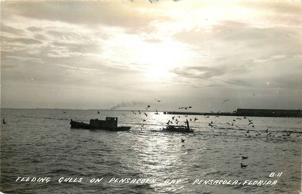 1930s Pensacola Florida Feeding Gulls Pensacola Bay RPPC Postcard 25-10285