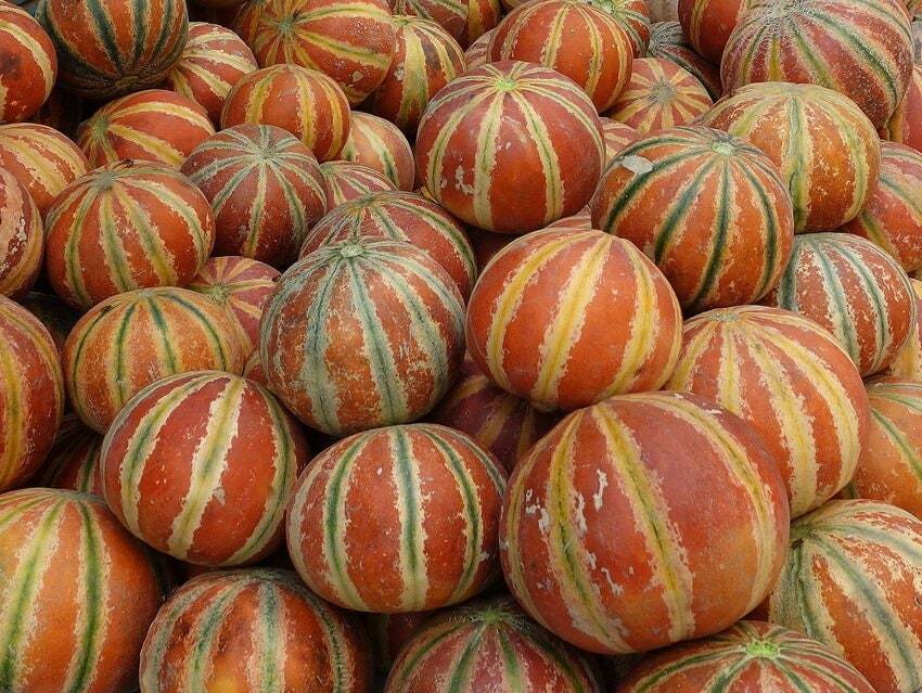 10 Kajari Melon seeds rare sweet colorful garden autumn gourd Orange striped Ti