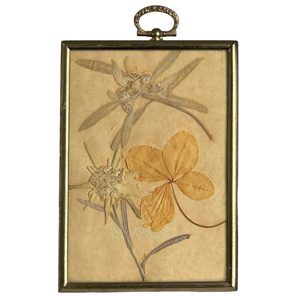 Vintage Framed Pressed Edelweiss Flowers & Four Leaf Clover Art
