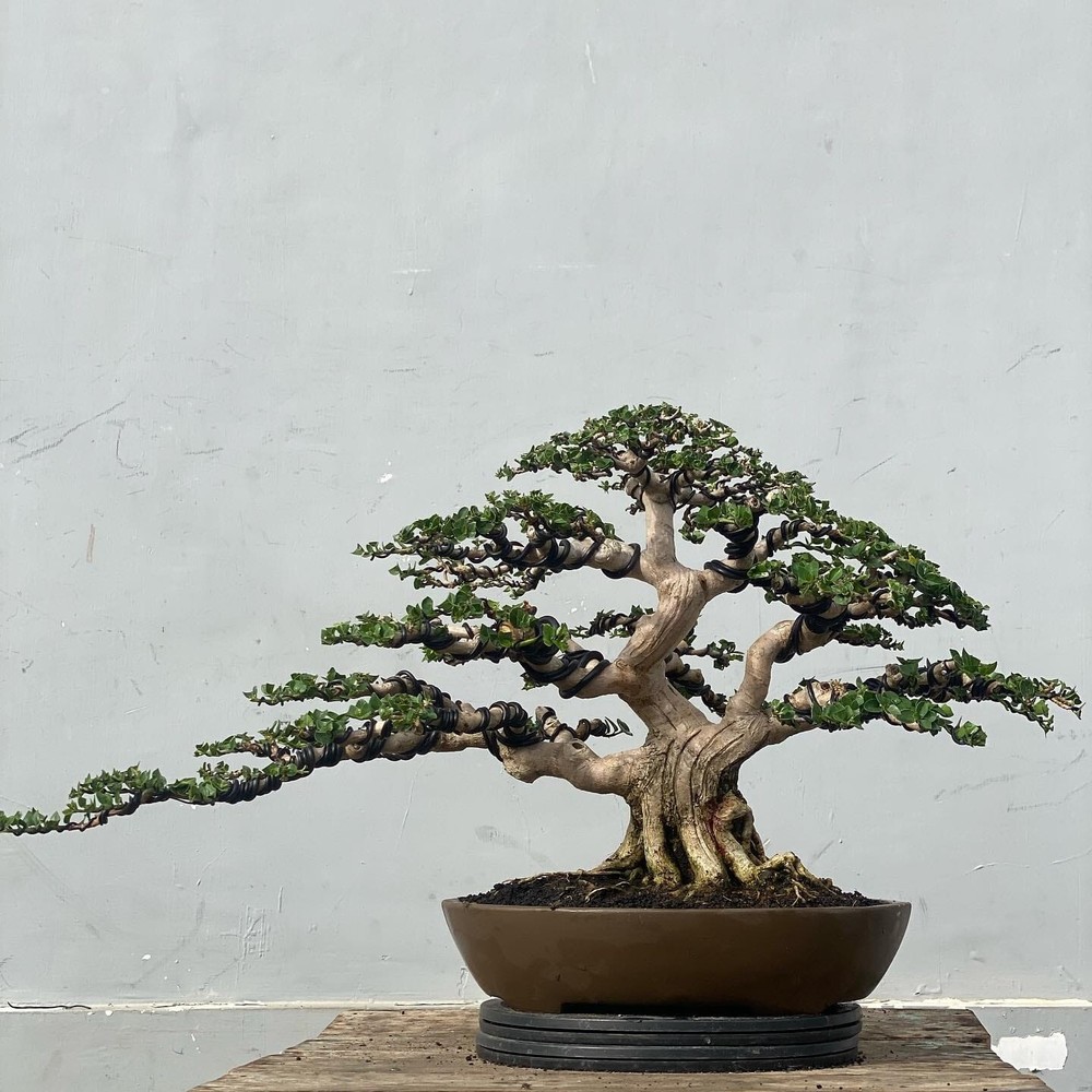 Actual plant Bonsai Premna macropilla bonsai tree free phitosanitary