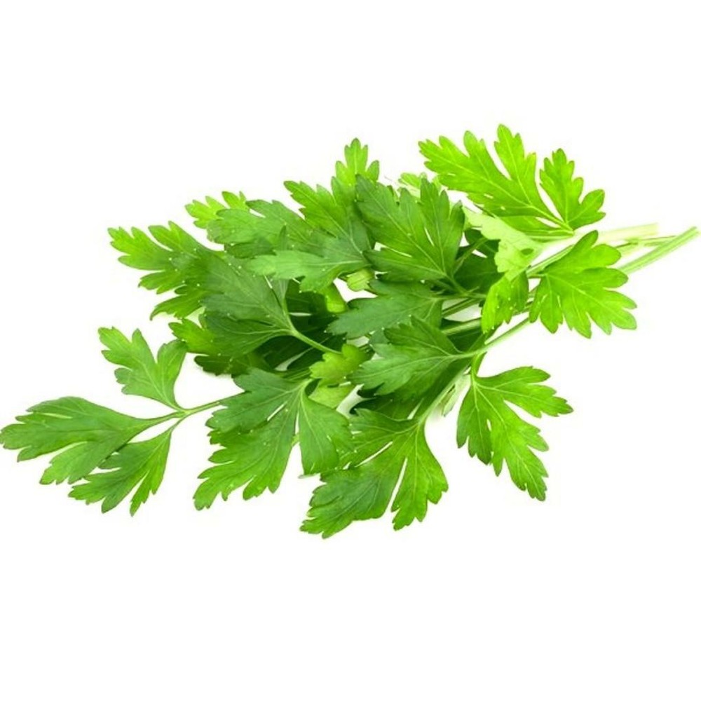 Parsley Italian Giant Heirloom Seeds - Petroselinum crispum neapolitanum - B57