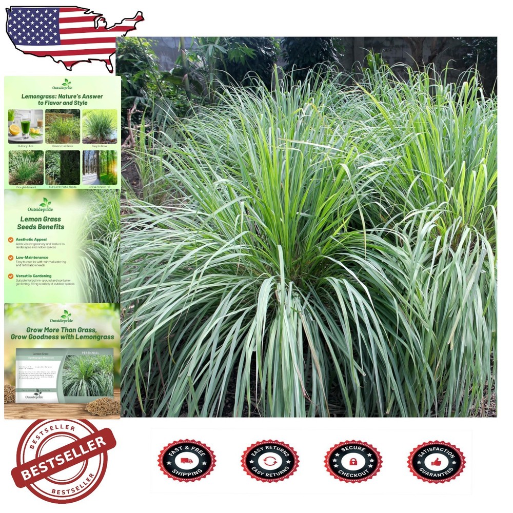 Organic Lemongrass Seeds - 1000 for Cooking & Garden Beauty