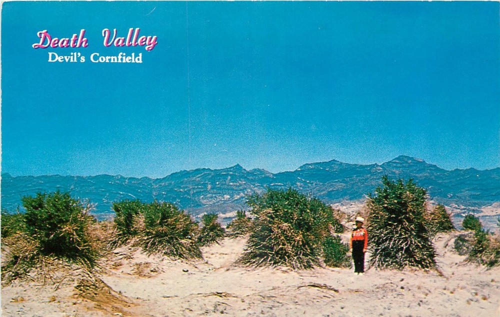 1960s Death Valley California Devil's Cornfield Western Resort Postcard 25-9060