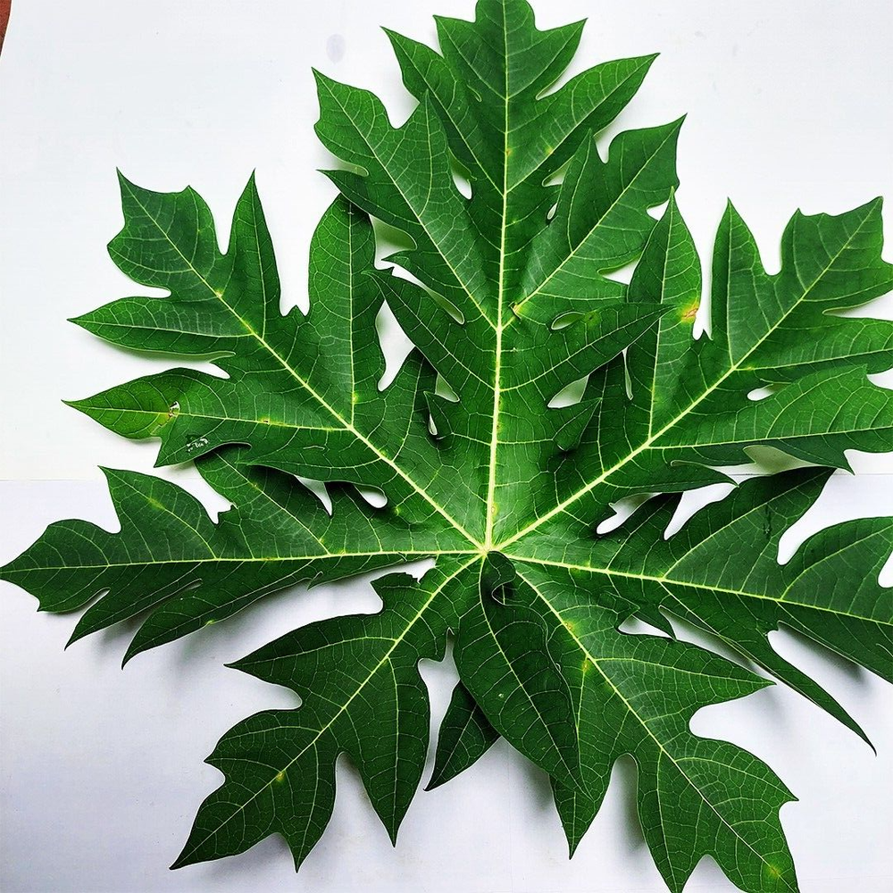 Dehydrated Dried Papaya Leave (Carica Papaya) 100% Organic Natural For Immunity