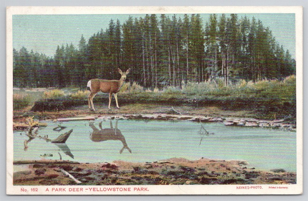 Yellowstone Park Haynes Photo No 162 A Park Deer 100 Series Postcard AK9