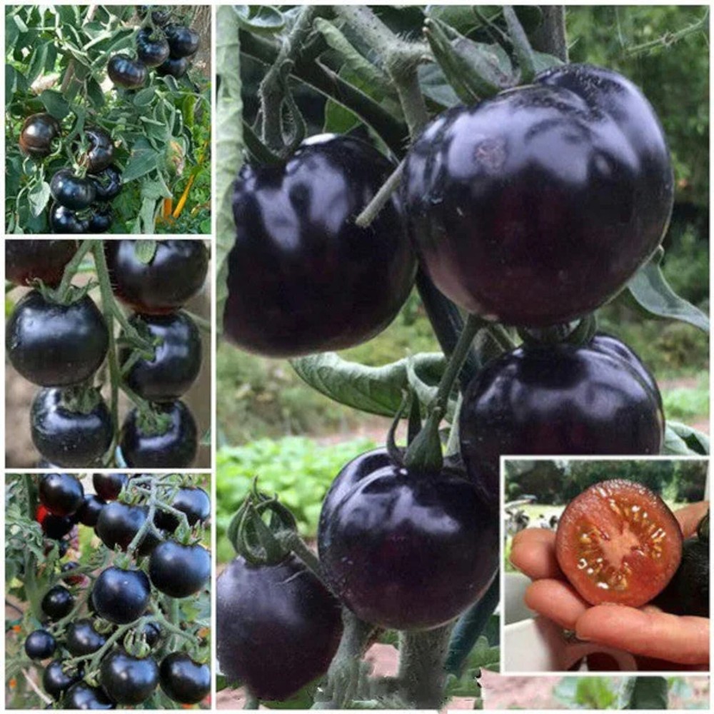 100pcs Heirloom European Black Cherry Tomato Seeds - Non-GMO, Rich Flavor, High Yield
