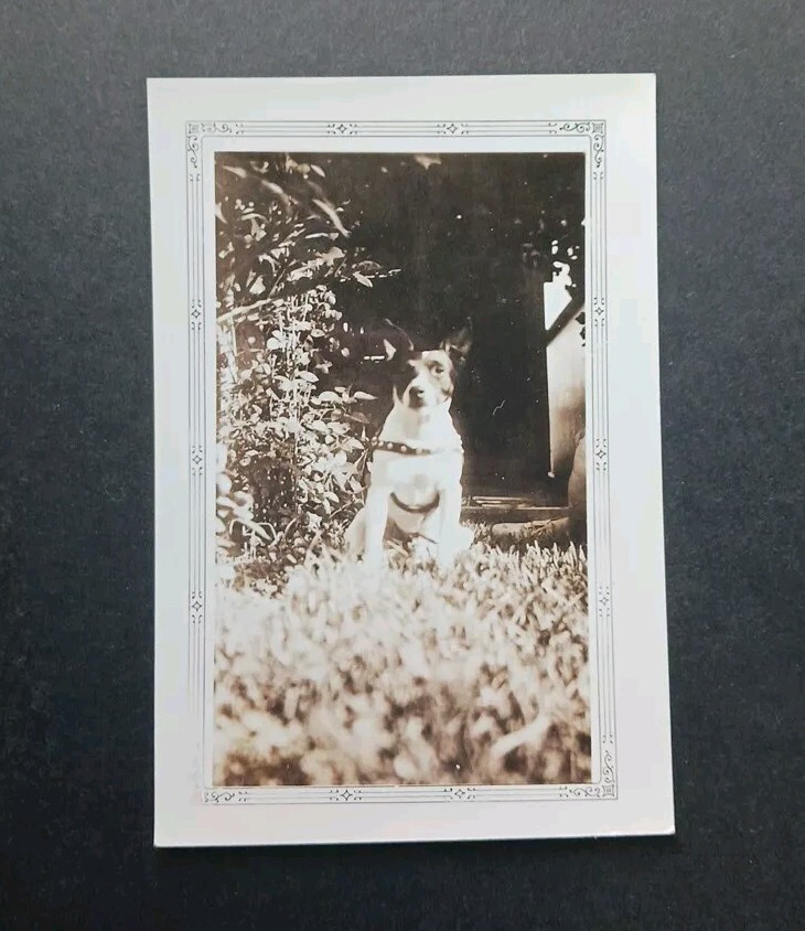 1935 Indiana snapshot TERRIER DOG rat boston fox jack russell vintage photo