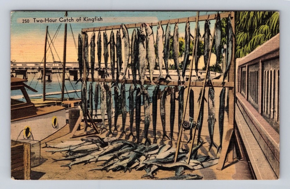 Vintage 1960 Florida Kingfish Catch Postcard - Antique Fishing Card FL