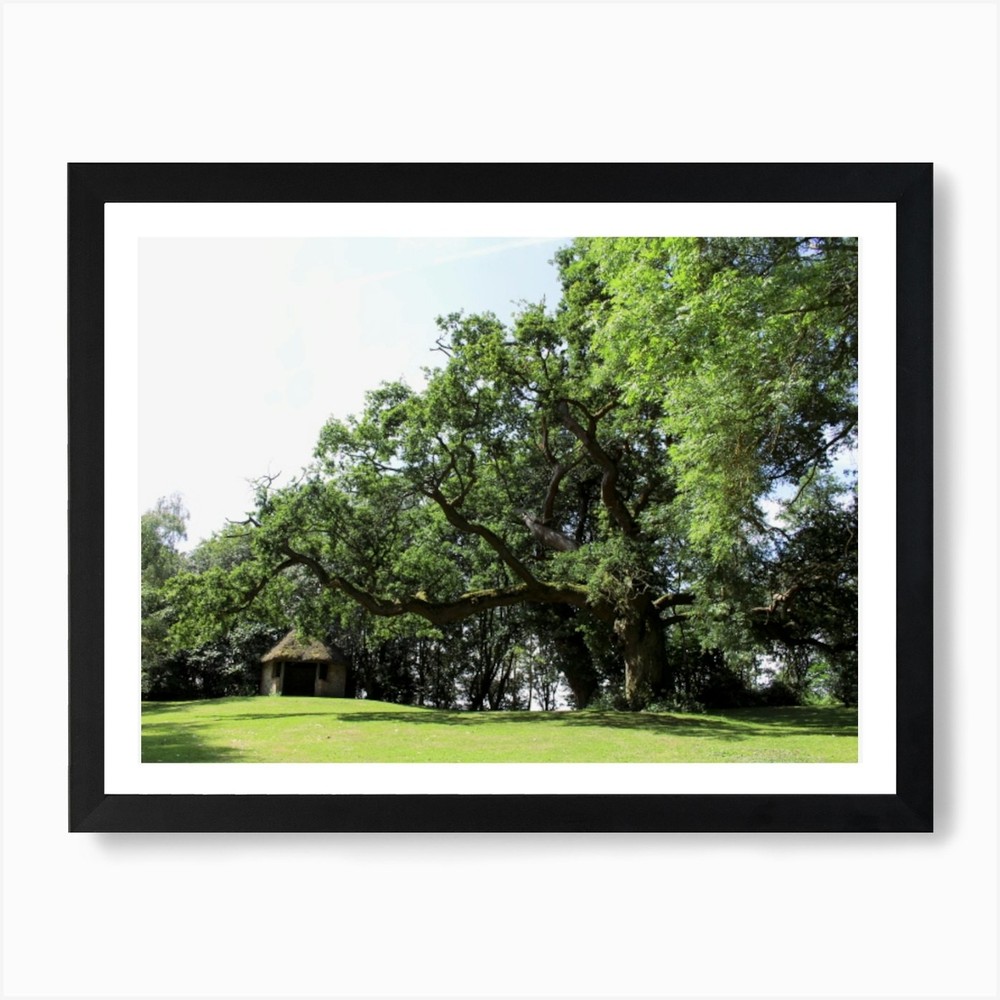 Oak Tree In A Field Art Print Framed Wall Art Poster Canvas Print Picture
