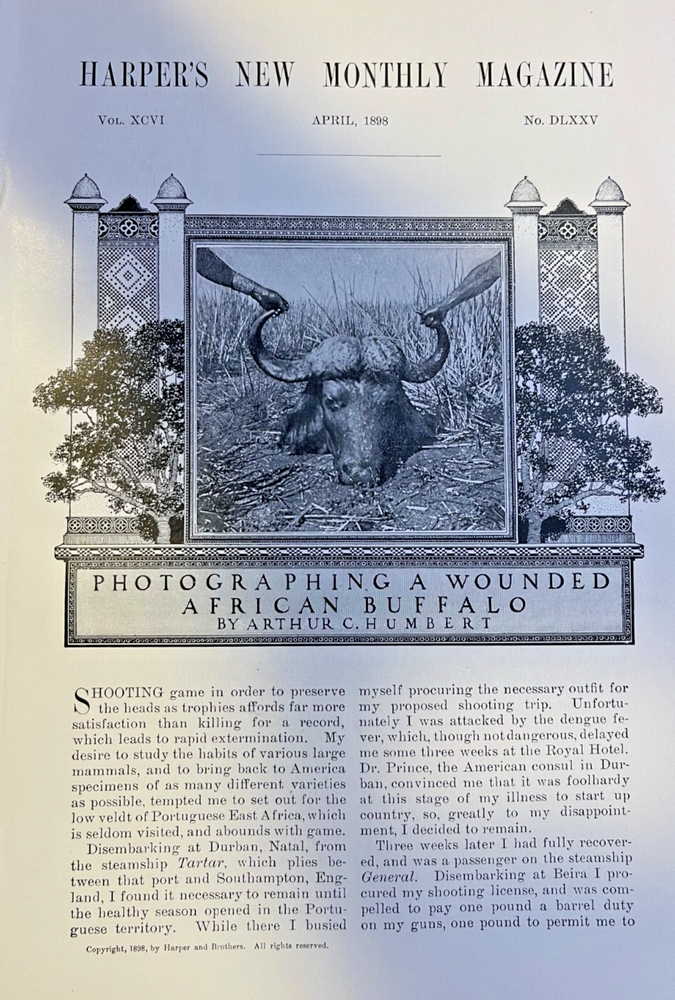 1898 Photographing A Wounded African Buffalo illustrated