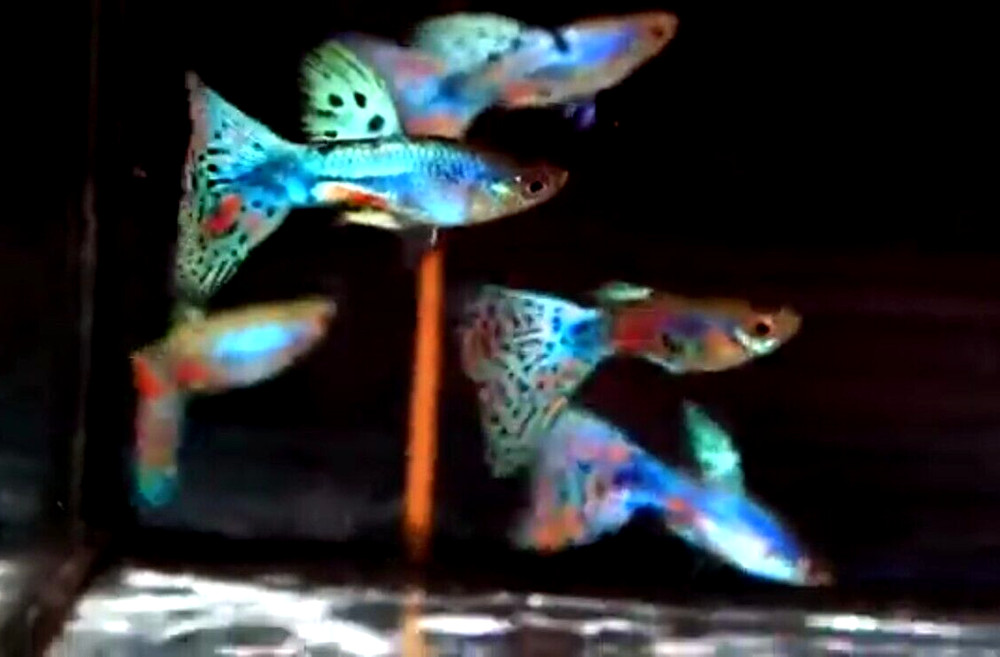 USA SELLER 6 MALES LAZURI BLUE RED GRASS Live Guppy Fish High Quality HIGH GRADE