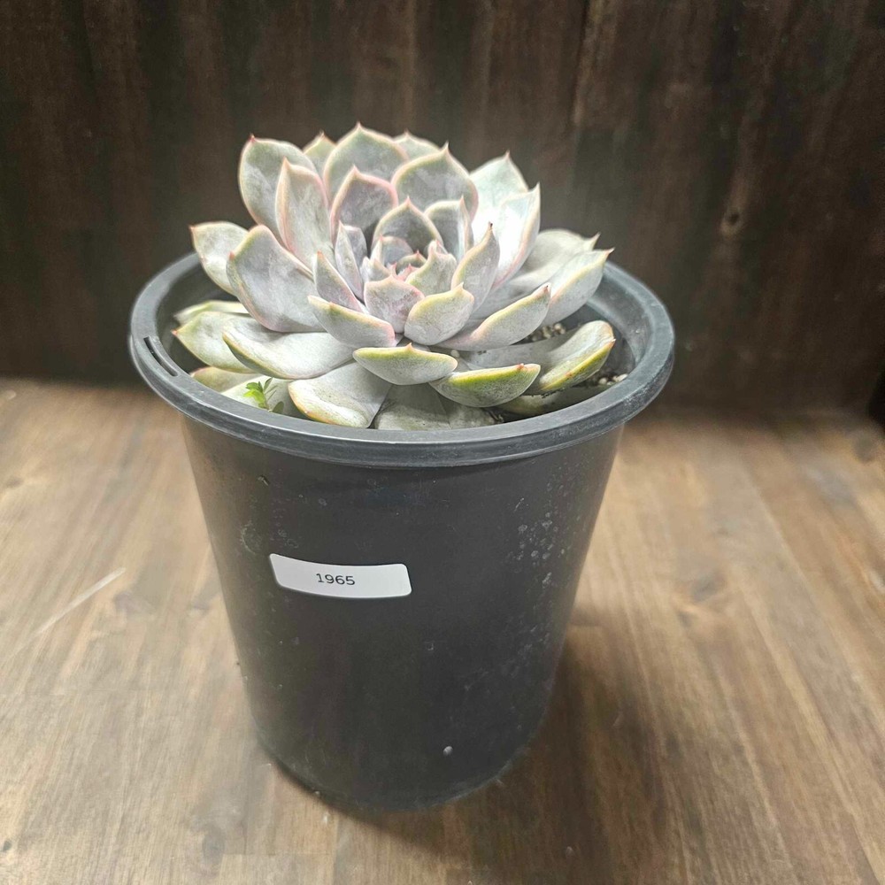 Rooted Echeveria Orion' in a 1 Gallon Pot- Actual Item - CLEARANCE SALE !!! 1965-image