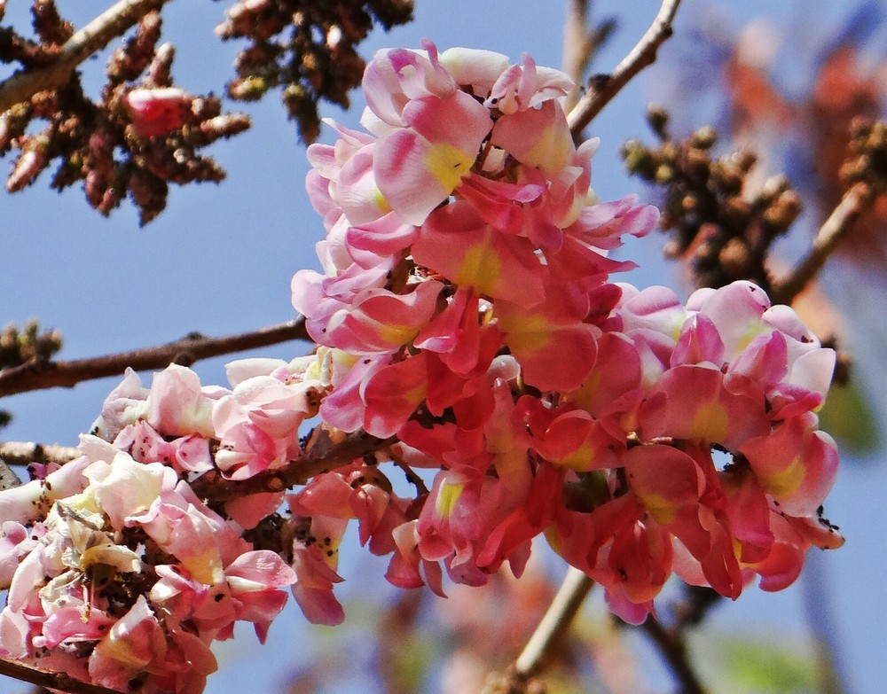5 Seeds Cassia renigera Tree seeds Pink Flower Clusters  Sale!