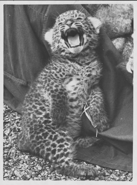 Three-week-old leopard cub at Chessington Zoo Surrey England 1939 Old Photo