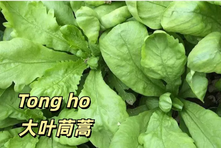 **US SHIP** Glebionis coronaria  Shungiku Tong Ho/Hao ; 大叶茼蒿 2024 Seeds