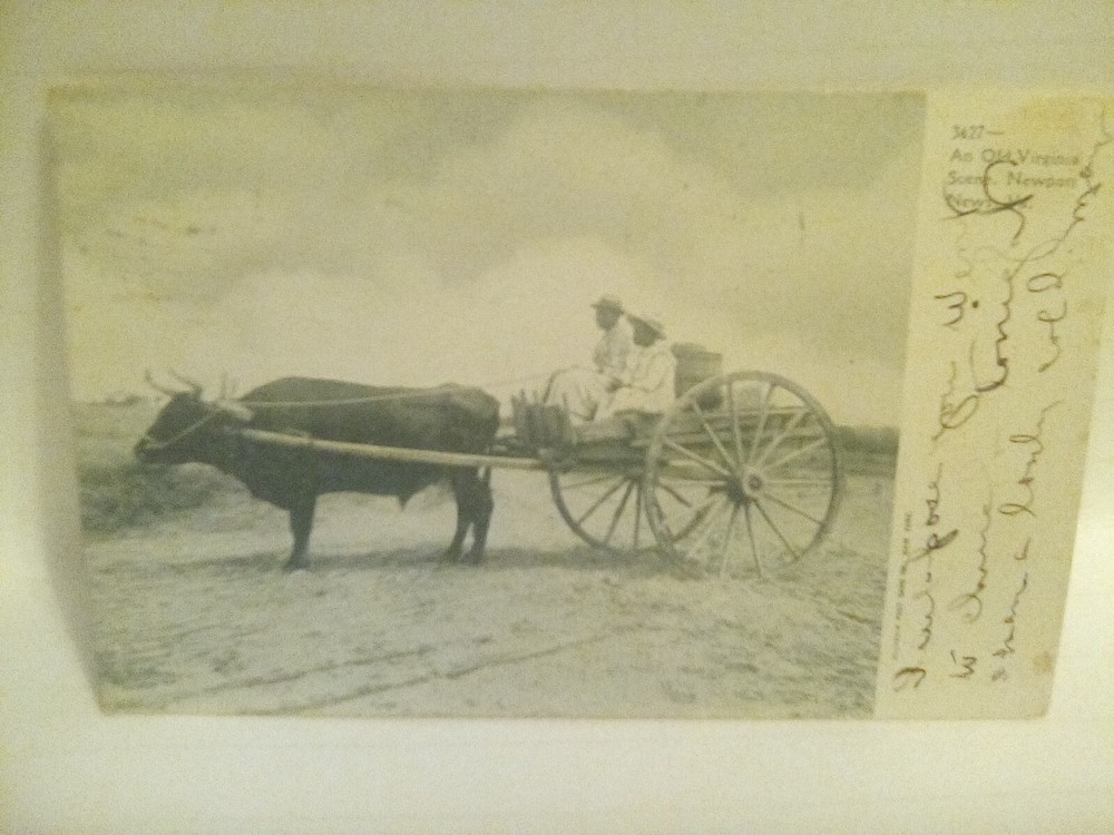 Postcard An Old Virginia Scene Newport News VA c1907 People Riding Ox Cart