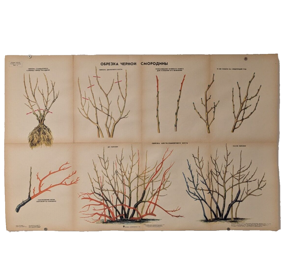 🌻 Plant Vintage Poster 1985 🌿 Soviet Boho Style 🌳 pruning blackcurrant