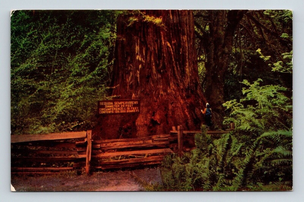California Giant Redwood Tree Historic Natural Landmark Chrome Postcard