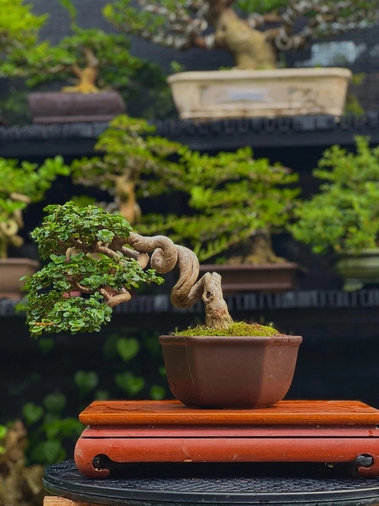 Premna macrophylla bonsai tree live plant for bonsai contests