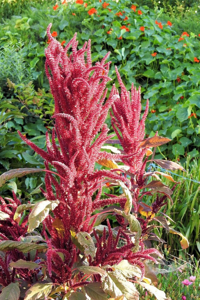 App 100+ Seeds Amaranthus hypochondriacus Annual Flower Bedding Plant Grain