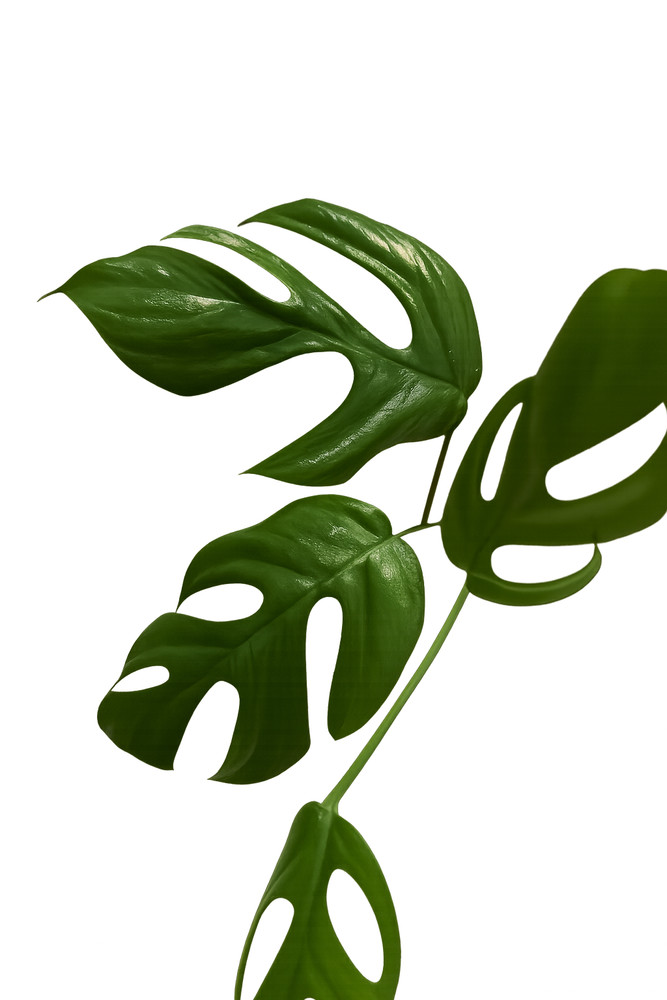 Rhaphidophora Tetrasperma – Mini Monstera Plant – Rooted Starter or Cutting