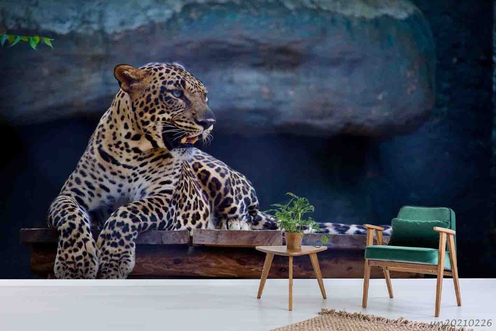 3D Leopards Animals Close-up Wall Murals Wallpaper Murals Wall Sticker