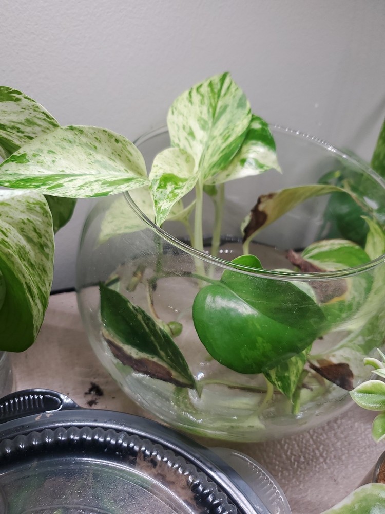 Marbel Queen Pothos Plant Cuttings Indoor House Plants