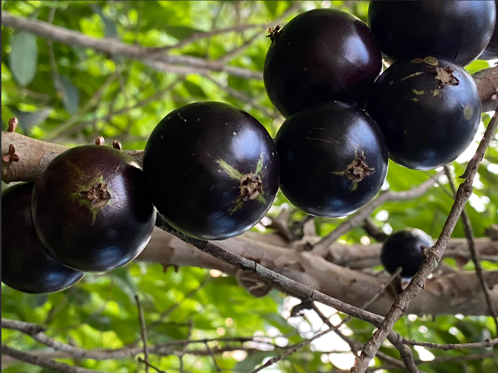 Plinia Coronata 