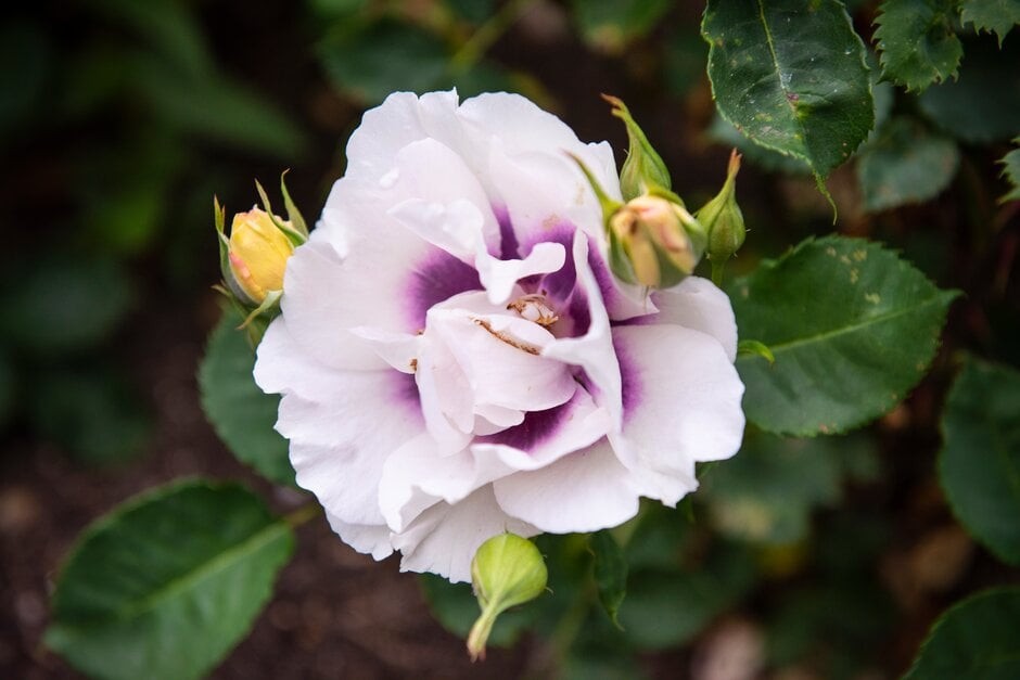 SUPER RARE Eyes for You Roses - 3 unrooted cuttings for rooting or grafting